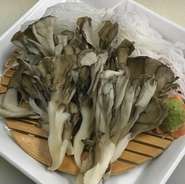 日光舞茸の刺身