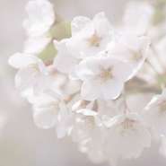 歓送迎会プランのご相談をお受けしています。ご予算に応じてプランをご提案いたしますので、お電話ください。