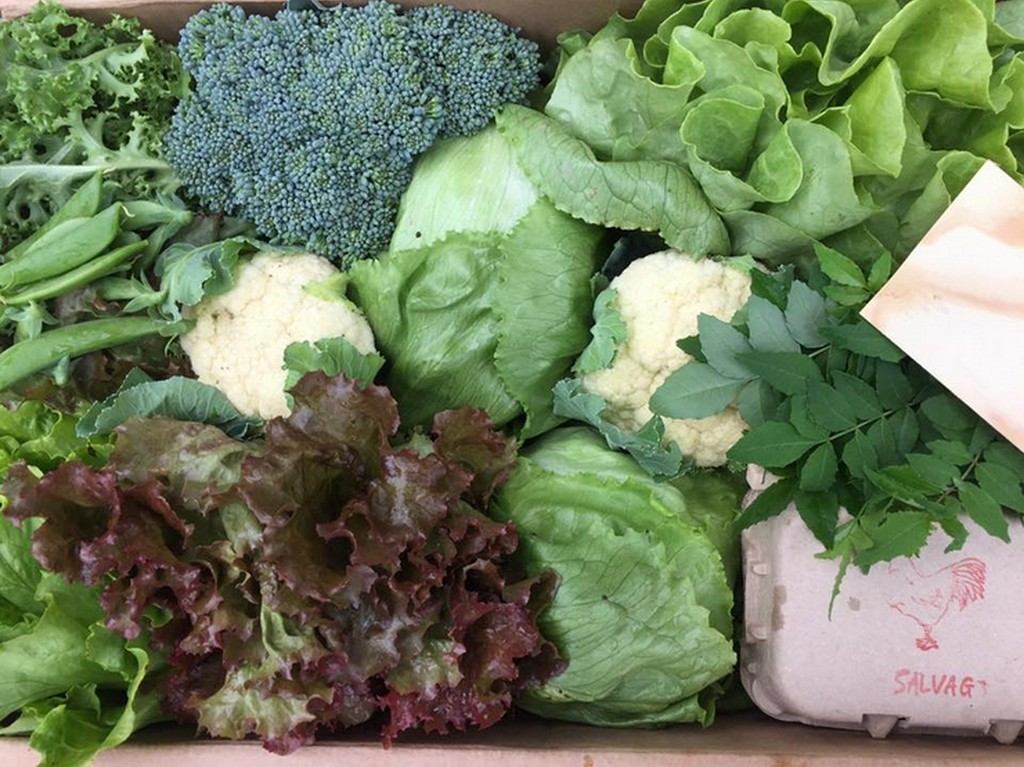 お店で使う野菜は全て自社農園からの直送