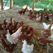 シェフ自らが、安全な食を求めて始め自家菜園も10年目を迎えました。
菜園・田んぼ・麦畑・山林ではキノコ栽培などを毎日スタッフと運営しております
昨年（2013年）からは、ひらがい自然養鶏もスタートし、鶏肉と玉子そして健康的な鶏糞の自給も可能になりました。
