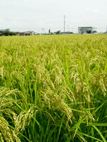 新大正米を自家水田で作っております