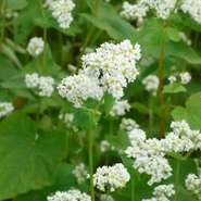 蕎麦の花