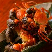 ツガニとは、四万十川や仁淀川（によどがわ）などの河川に棲息するモクズガニのことです。