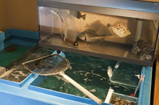 注文頂いてから、生簀から調理するので、超新鮮です