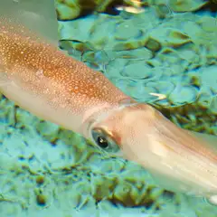 生簀からあげた活けイカをそのまま調理します。