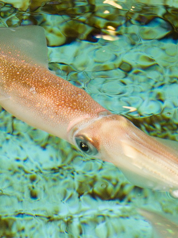 生簀には新鮮なイカ!!