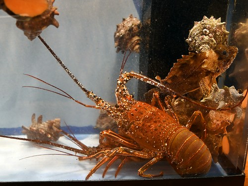 いけす保管の伊勢海老、活き造りは絶品