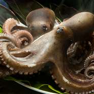 「関門だこ」や「一粒牡蠣」、若松の「トマト」や「キャベツ」など、地物にこだわっています。関門だこは流れの早い関門海峡で育つので、身が引き締まり、プリプリの食感。刺身や炙り焼きでご賞味いただけます。