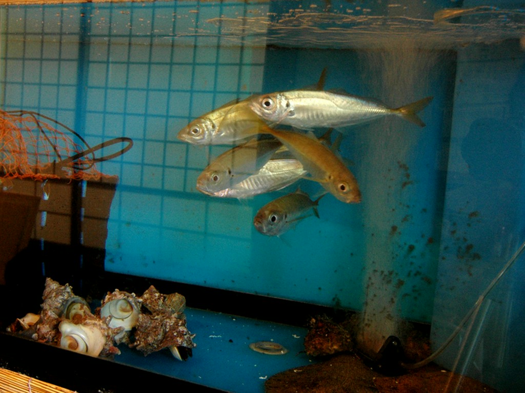 ピチピチ新鮮な西海の幸をご用意してお待ちしております