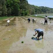 石川県能登町内浦地区の田んぼで、酒仲間の人達と、能登山田綿のイネを植えてきました。秋の刈り取りから、来年の新酒能登山田綿100％の大吟醸無濾過袋しぼりになり、その一部が【日本料理あおき】のお酒となります。手植えで3時間程かかりましたが、お客様に飲んで頂けることを思い、一生懸命やってきました。