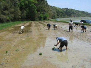 酒仲間の人達と田植えをしてきました