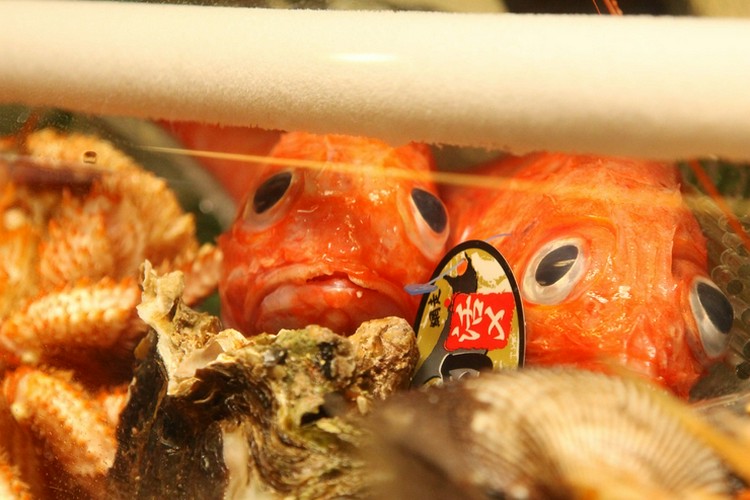 酢し 肴 かう吉 堺/鮨・寿司 | ヒトサラ