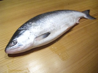 鮭児！