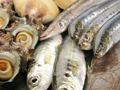 九十九里浜の海の幸