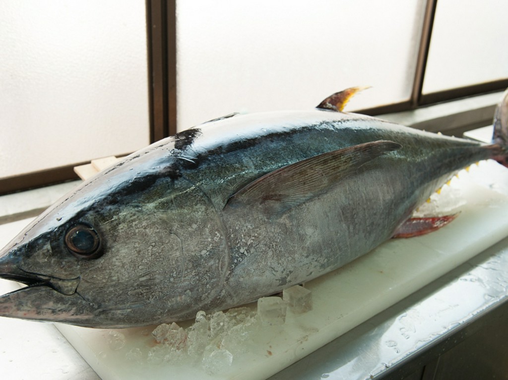 沼津港から毎朝直送。駿河湾をはじめ近海、遠洋の魚介をお届け