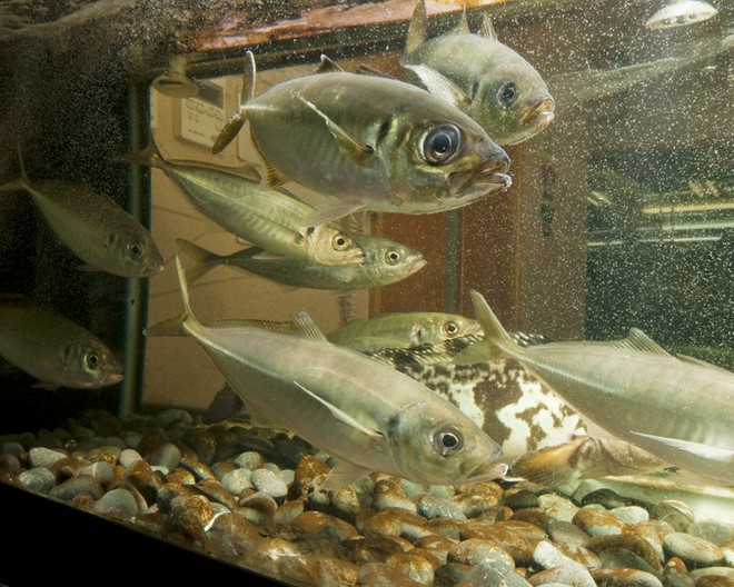 1人でも入りやすい