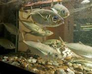 マグロ赤身　968円
マグロ中トロ　1738円
マグロ大トロ　1848円
活あわび刺　1848円
活さざえ刺　1078円