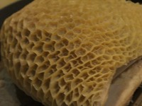 牛は四つの胃袋を持っています、一番目がミノ、焼き肉屋にあるやつ。二番目がトリッパ、見た目が蜂の巣に似ているから、下ゆでし臭みを抜いてコトコト数時間煮込み柔らかく仕上げます。イタリアでは定番料理。