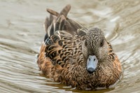 カモのモモ肉はそのままソテーするには少々硬いので塩漬けにしてから低温の油でじっくりと煮込みます。するとあら不思議びっくりする位柔らかくなります、オーブンでパリッと皮目を焼いてから盛り付け。