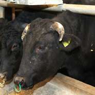 雲仙のふもと良質の「水」「こだわりのエサ」で育てています。