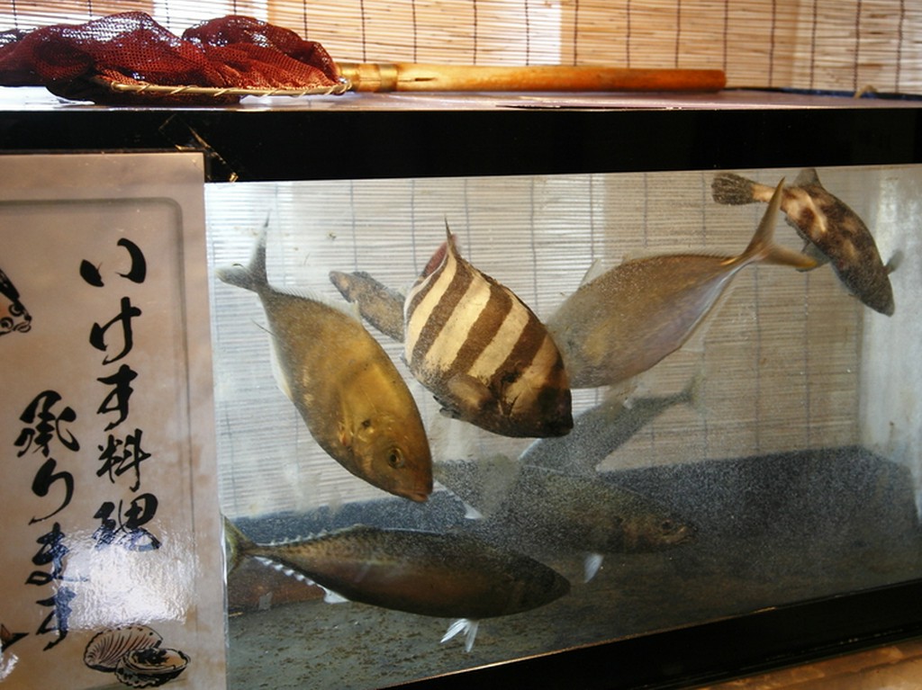 店内にある生け簀には、お子様も夢中