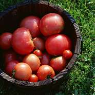 トマトは、ビタミンやミネラルも豊富なので体も喜びそうな食べ物だと思います。フレッシュのままでも、潰してソースにしても、濃縮してドライにしても…アイデア次第で様々な料理に使えます。