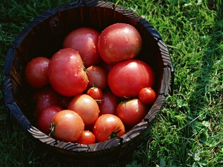 可愛らしくて美味しい、フレッシュトマトは万能食材