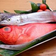 北海道産はもちろん、日本全国から選りすぐりの旬の魚介を直送で仕入れています。仕入れ状況によっては、市場に出回らない希少価値の高い鮮魚も。写真は3月の旬の鮮魚。手前からキンメダイ、タチウオ、ギンポウ。