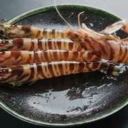 築地高級海鮮専門店より。“活車海老”は仕入れ状況によって無い場合があります。　525円/1尾　1570円/3尾
