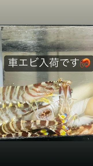 12月9日、活車エビ入荷