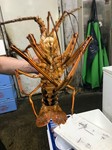たまに1k以上の伊勢海老が入荷します。
