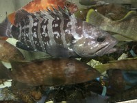 生簀の魚