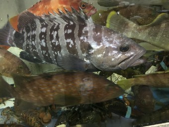 生簀の魚