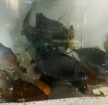 いろいろな魚がいます。