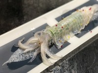 活イカ造り