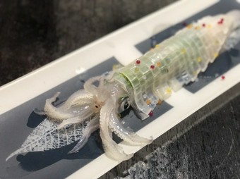 活イカ造り