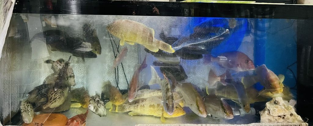 12月3日活魚入荷。