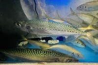 たまに活サバ入荷します。
