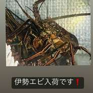 伊勢えび入荷無し