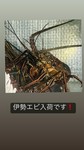 伊勢えび入荷無し