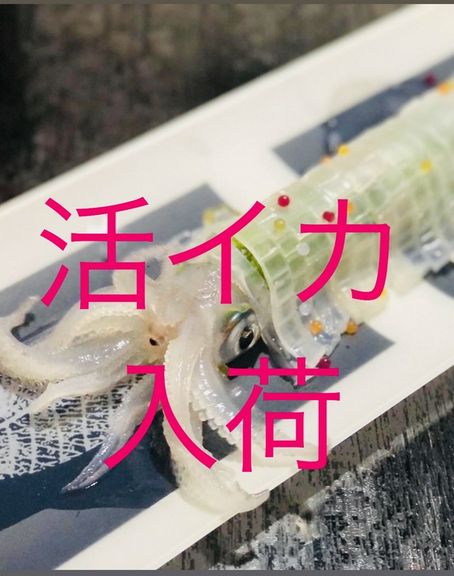 6月9日活イカ入荷。