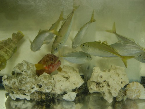 いけすの魚たち