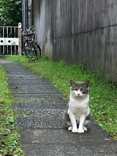 散歩道