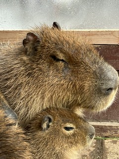 三島好き　　　楽寿園