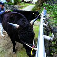 黒毛和種の未出産の雌で最終肥育地が松阪市周辺の旧22市町村と定められた厳格な基準を満たす肥育農家と契約。