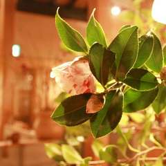 きときとで、美味しく、楽しくデートはどうですか？