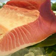 6月から生本マグロの”旬”の始まりです