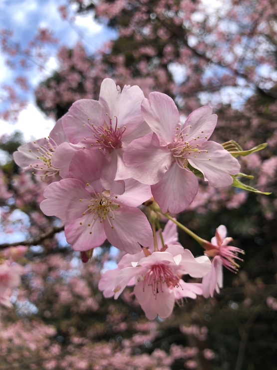 Sakura🌸 Limited Menu ¥7,700 (tax included) Specially Selected Japanese Black Beef Course