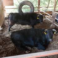 【韓国宮廷料理　ヨンドン】が松永牛を選んだわけ