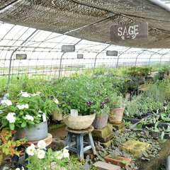 100種類ほどが育てられている「ハーブ」園